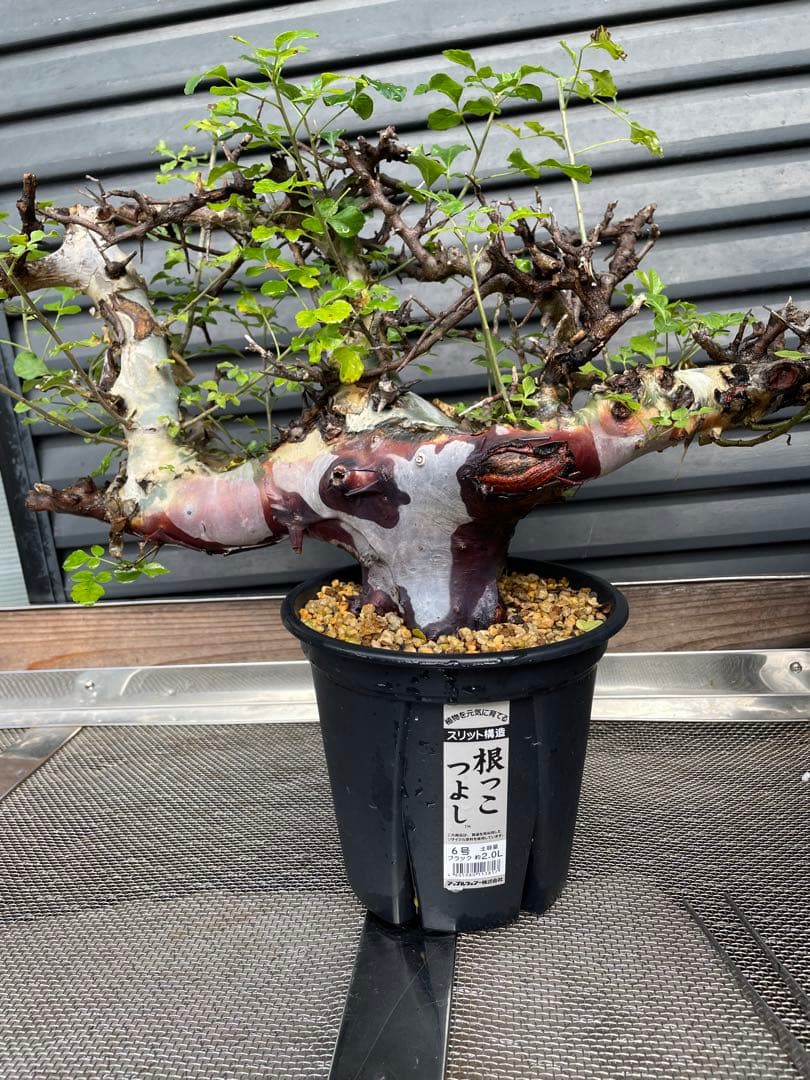 大株 灌木系 塊根植物 コミフォラ カタフ ターカネンシス シャリ付き