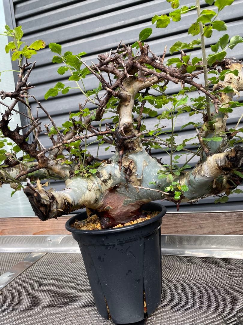 大株 灌木系 塊根植物 コミフォラ カタフ ターカネンシス シャリ付き