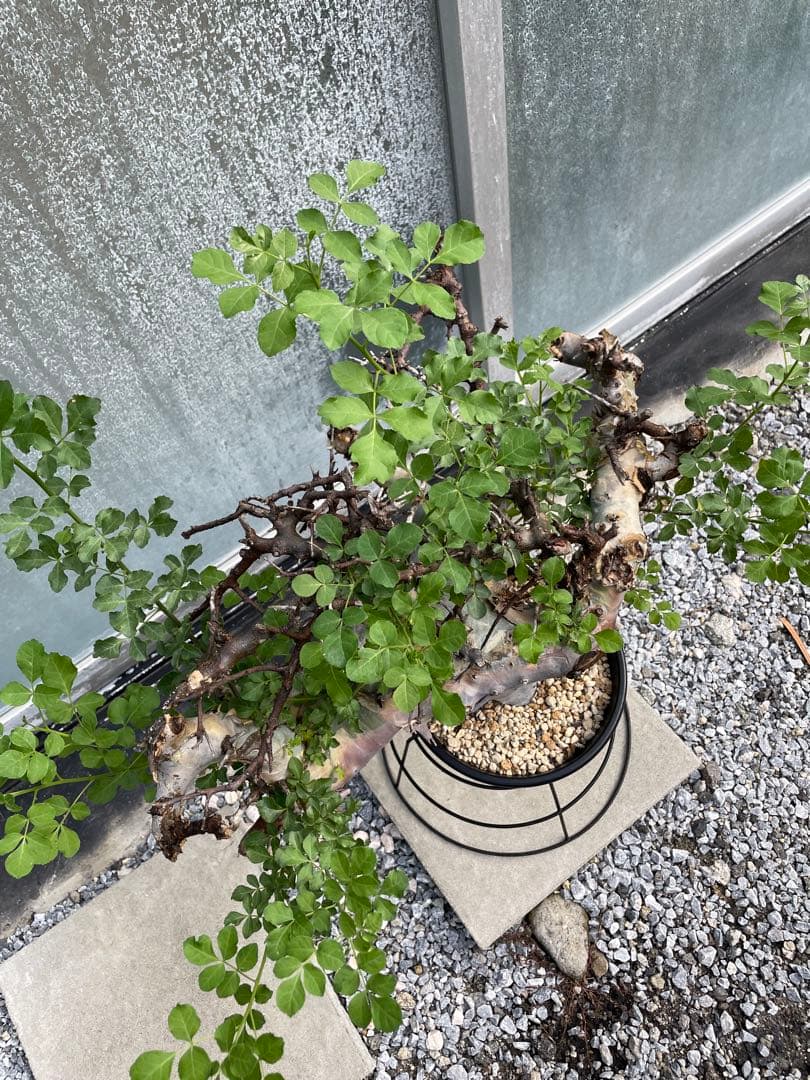 大株 灌木系 塊根植物 コミフォラ カタフ ターカネンシス シャリ付き