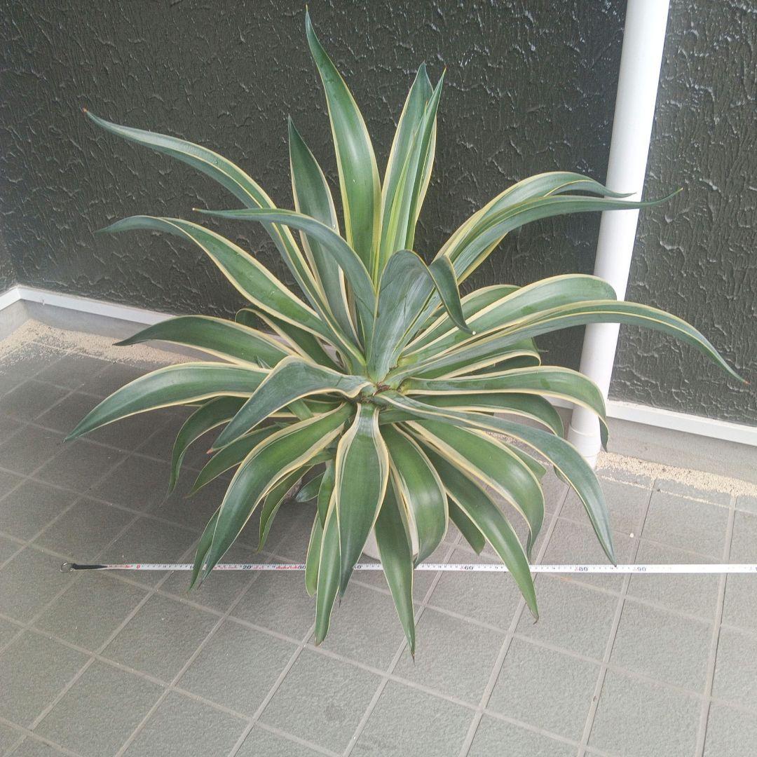 アガベ 大型　子株付