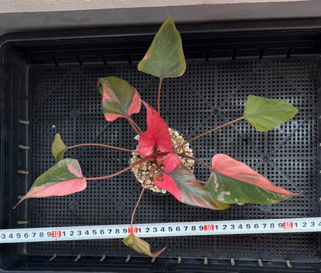 希少　ホマロメナ　ピンクダイヤモンド　大型美株　鉢ごとメルカリ便②