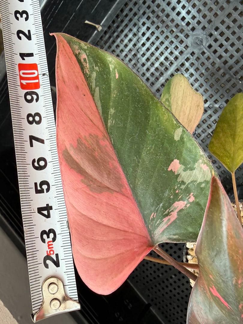 希少　ホマロメナ　ピンクダイヤモンド　大型美株　鉢ごとメルカリ便②