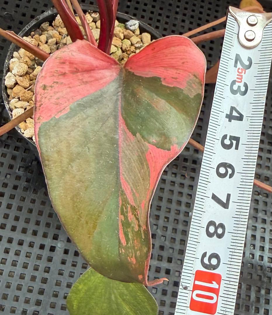 希少　ホマロメナ　ピンクダイヤモンド　大型美株　鉢ごとメルカリ便②