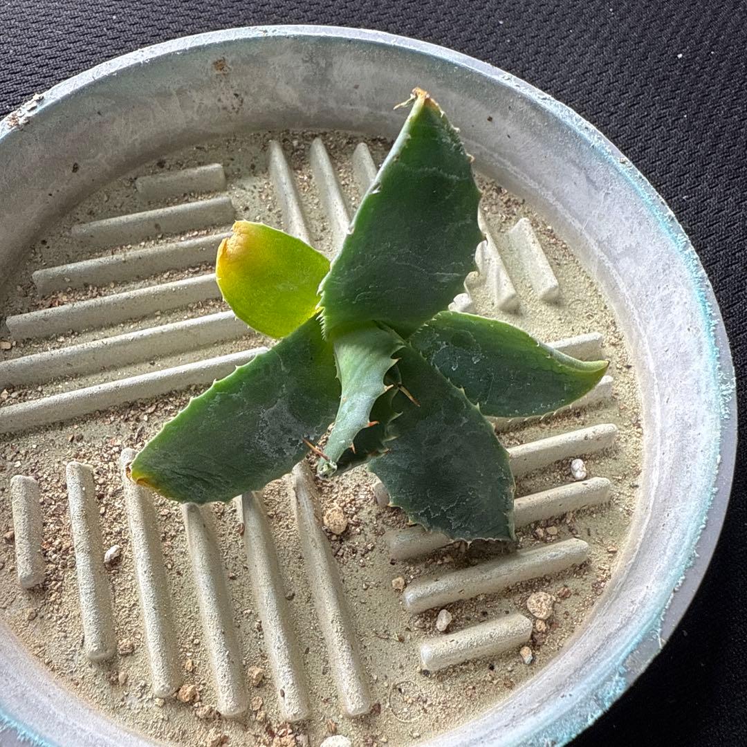 アガベ　ネバデンシス × パライシ　ハイブリッド　ジェレミー　パラサナ