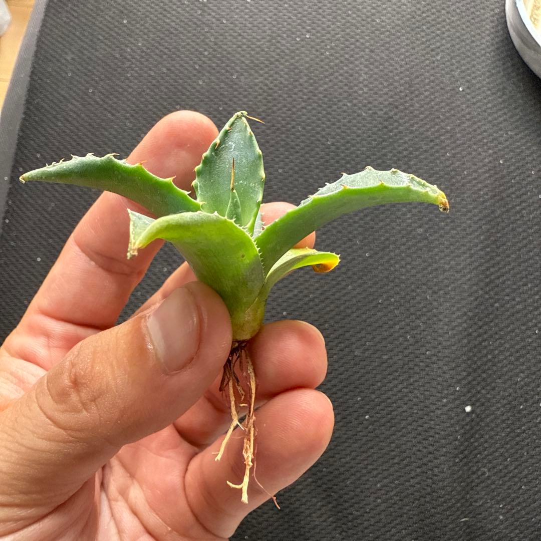 アガベ　ネバデンシス × パライシ　ハイブリッド　ジェレミー　パラサナ