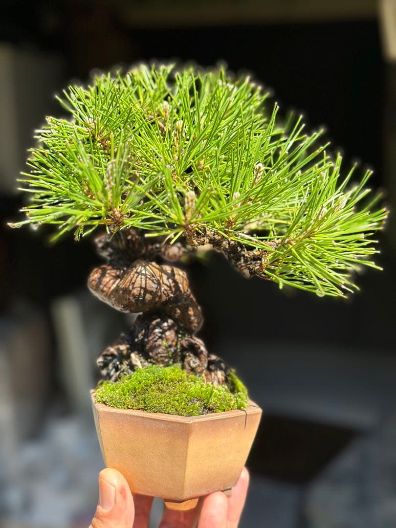 黒松　盆栽
