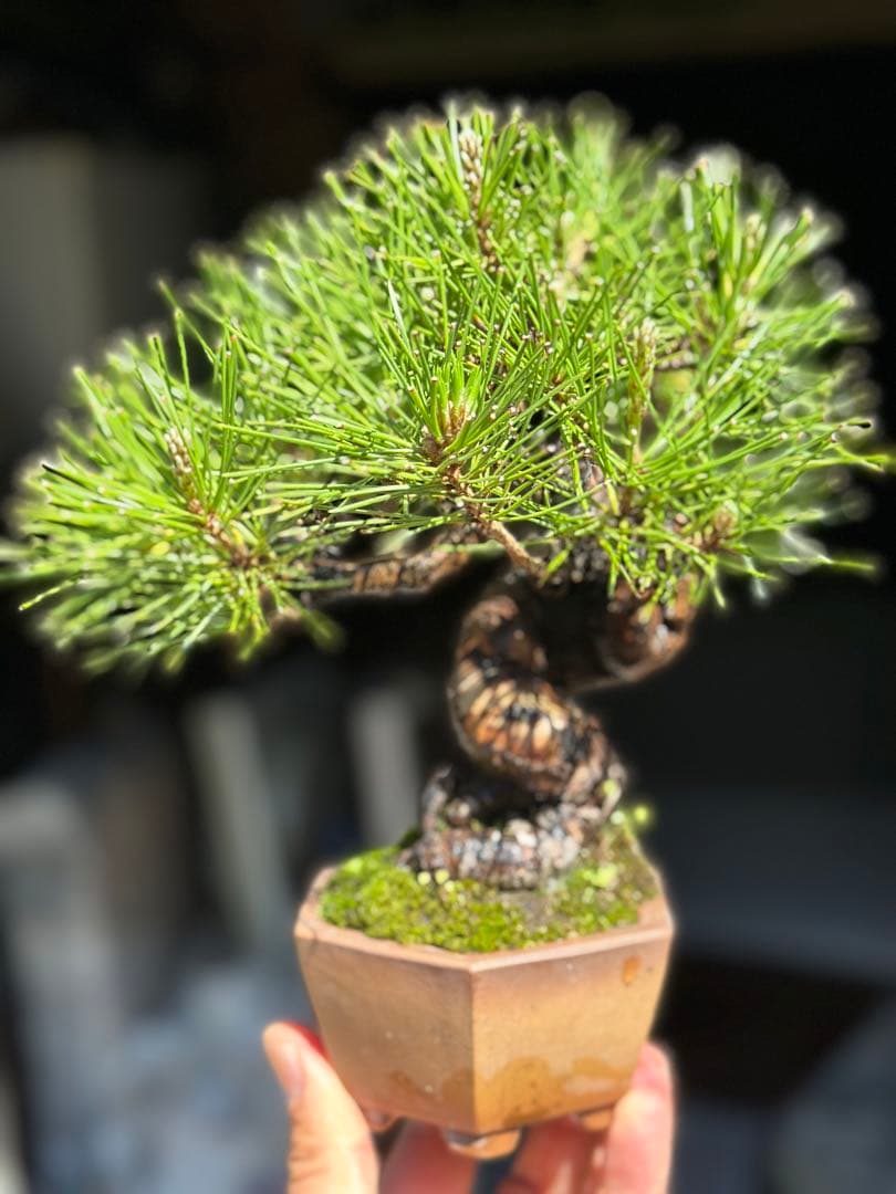 黒松　盆栽
