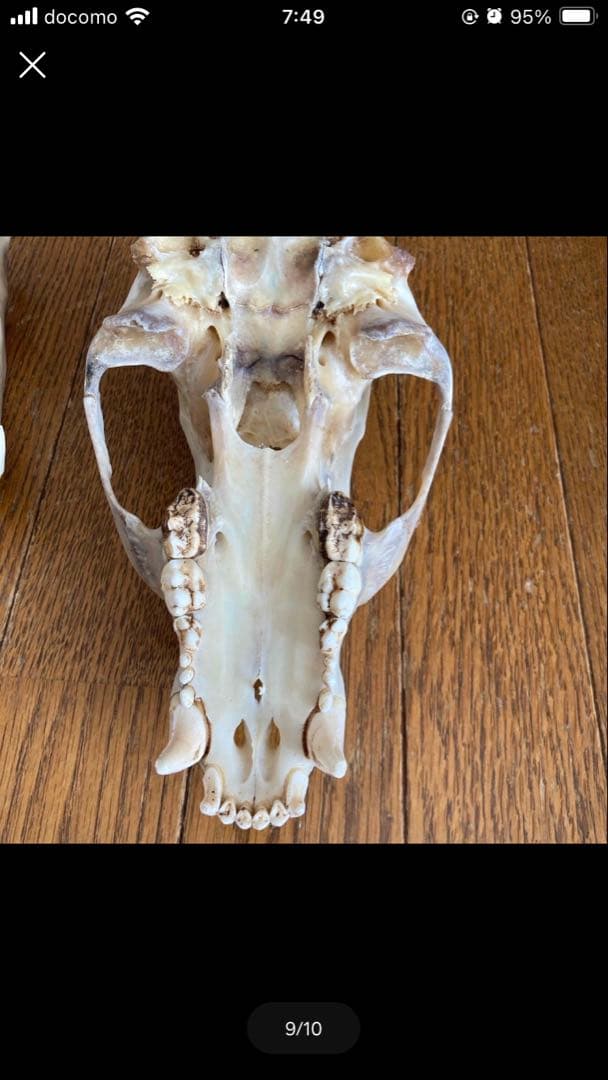 頭蓋骨　ツキノワグマ頭蓋骨　熊の骨オブジェ　希少コレクション　薬剤不使用