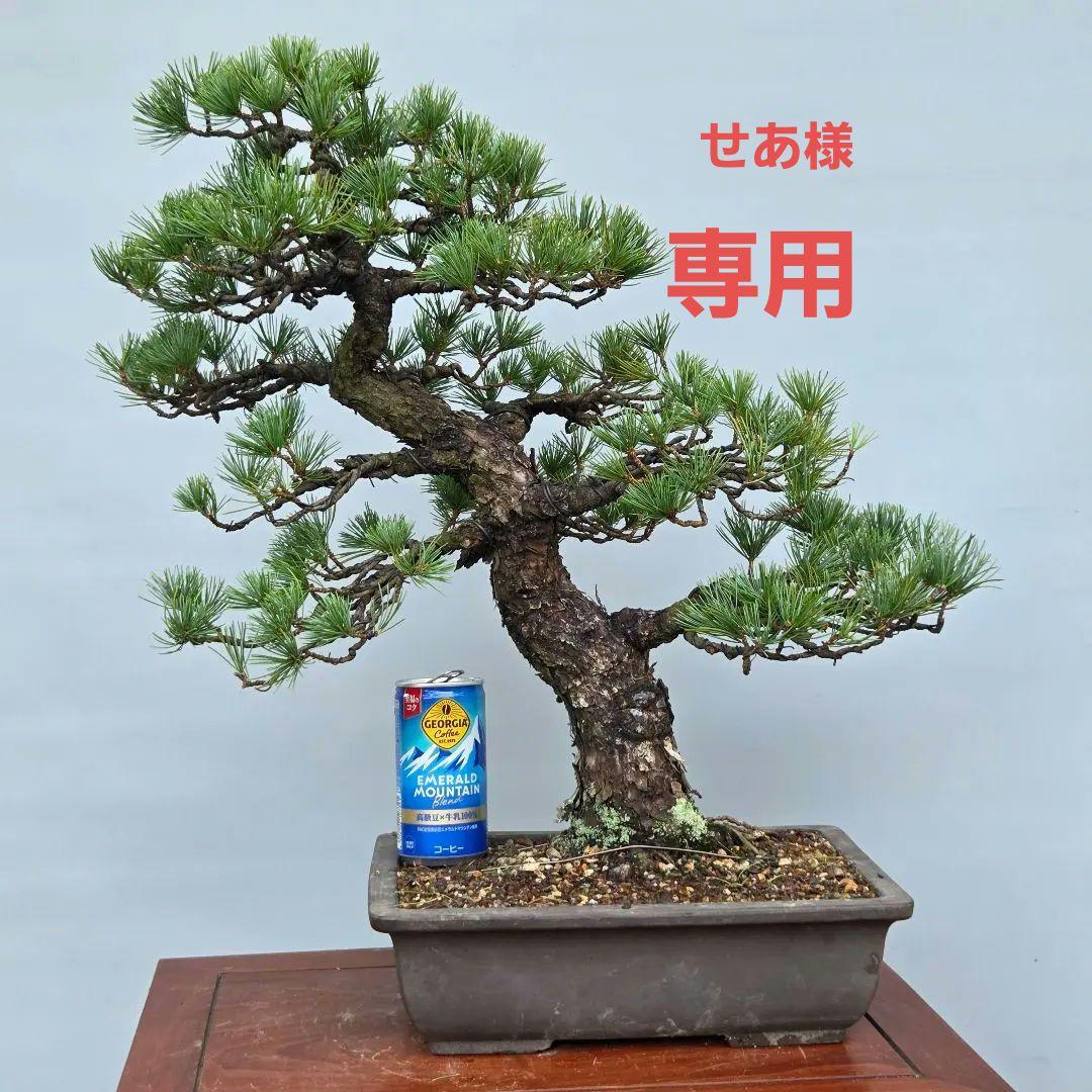 五葉松　[斜幹模様木]　中品盆栽 専用です。
