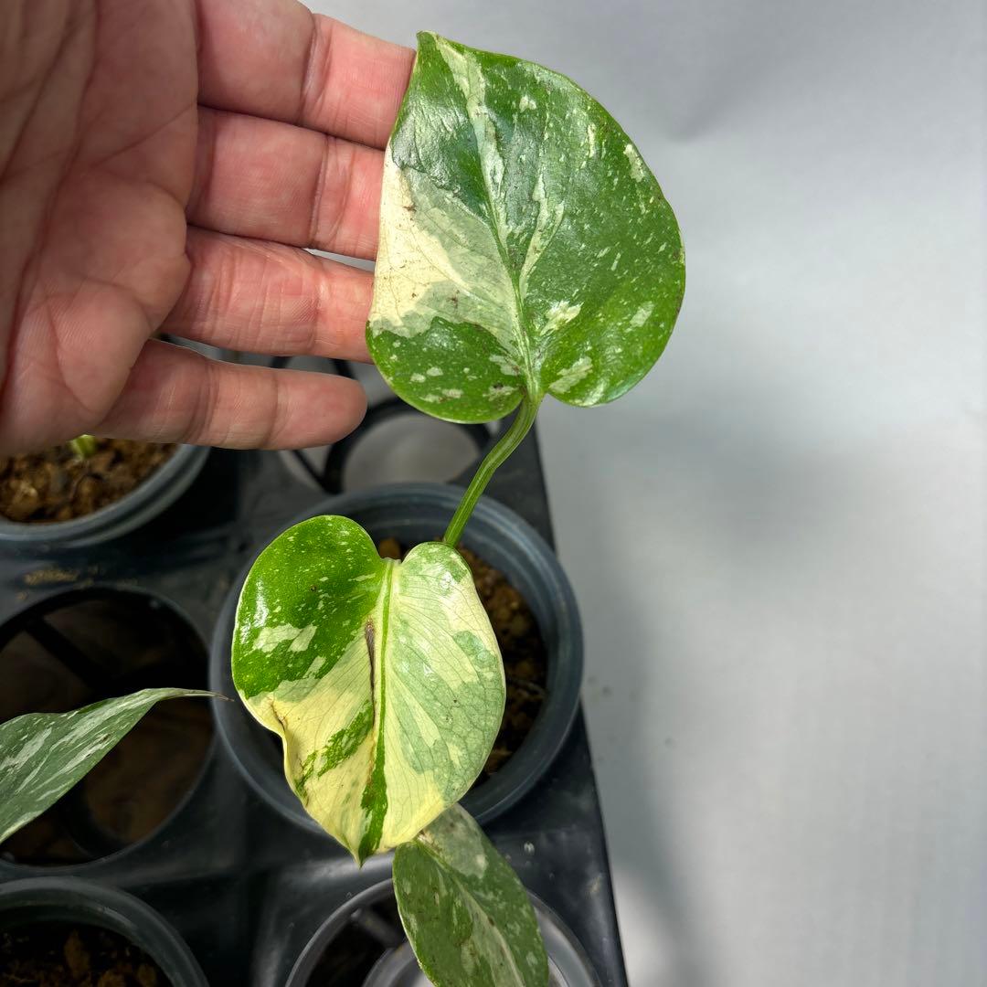 s*a様 10株セットms77【訳あり】モンステラ・タイコンステレーション 斑入