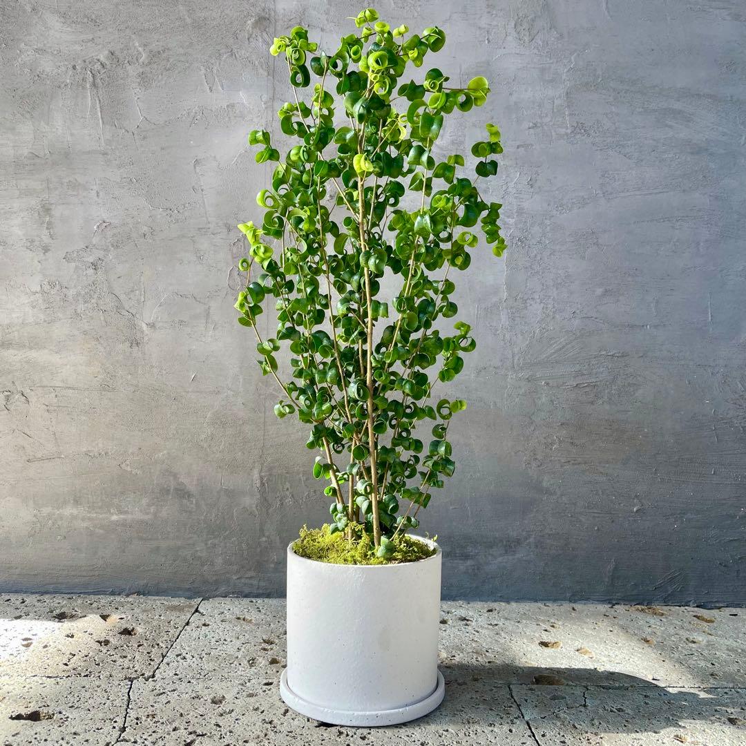 フィカス　ベンジャミン　バロック　天然苔仕立て　陶器鉢　植え込み発送