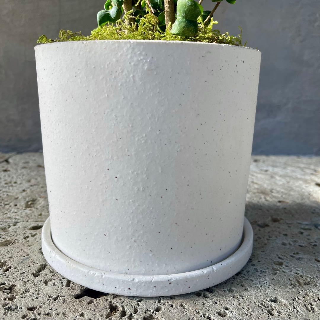 フィカス　ベンジャミン　バロック　天然苔仕立て　陶器鉢　植え込み発送