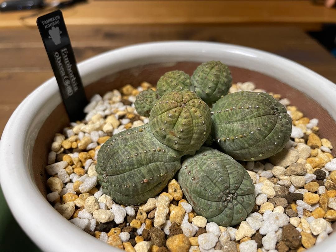 希少 ユーフォルビア オベサ （多頭） 発根済み