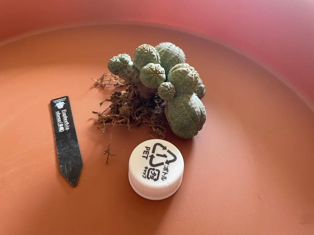 希少 ユーフォルビア オベサ （多頭） 発根済み