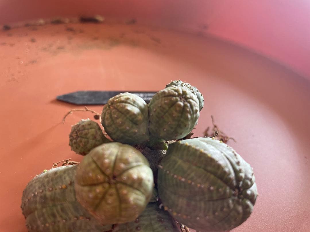 希少 ユーフォルビア オベサ （多頭） 発根済み