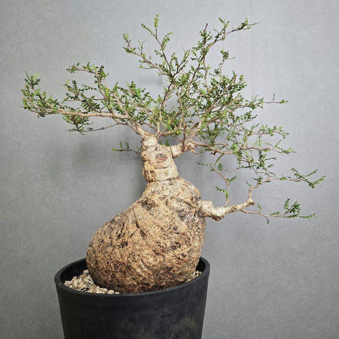 【希少！】パキプス 現地球 発根済 塊根植物