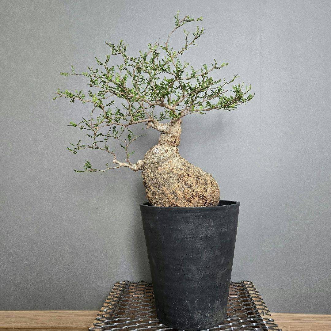 【希少！】パキプス 現地球 発根済 塊根植物