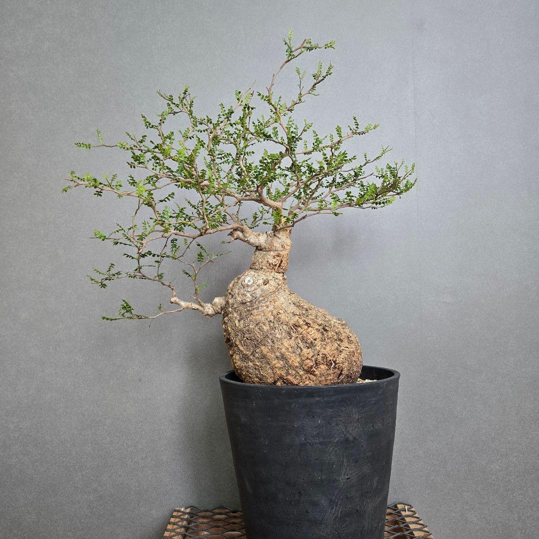 【希少！】パキプス 現地球 発根済 塊根植物