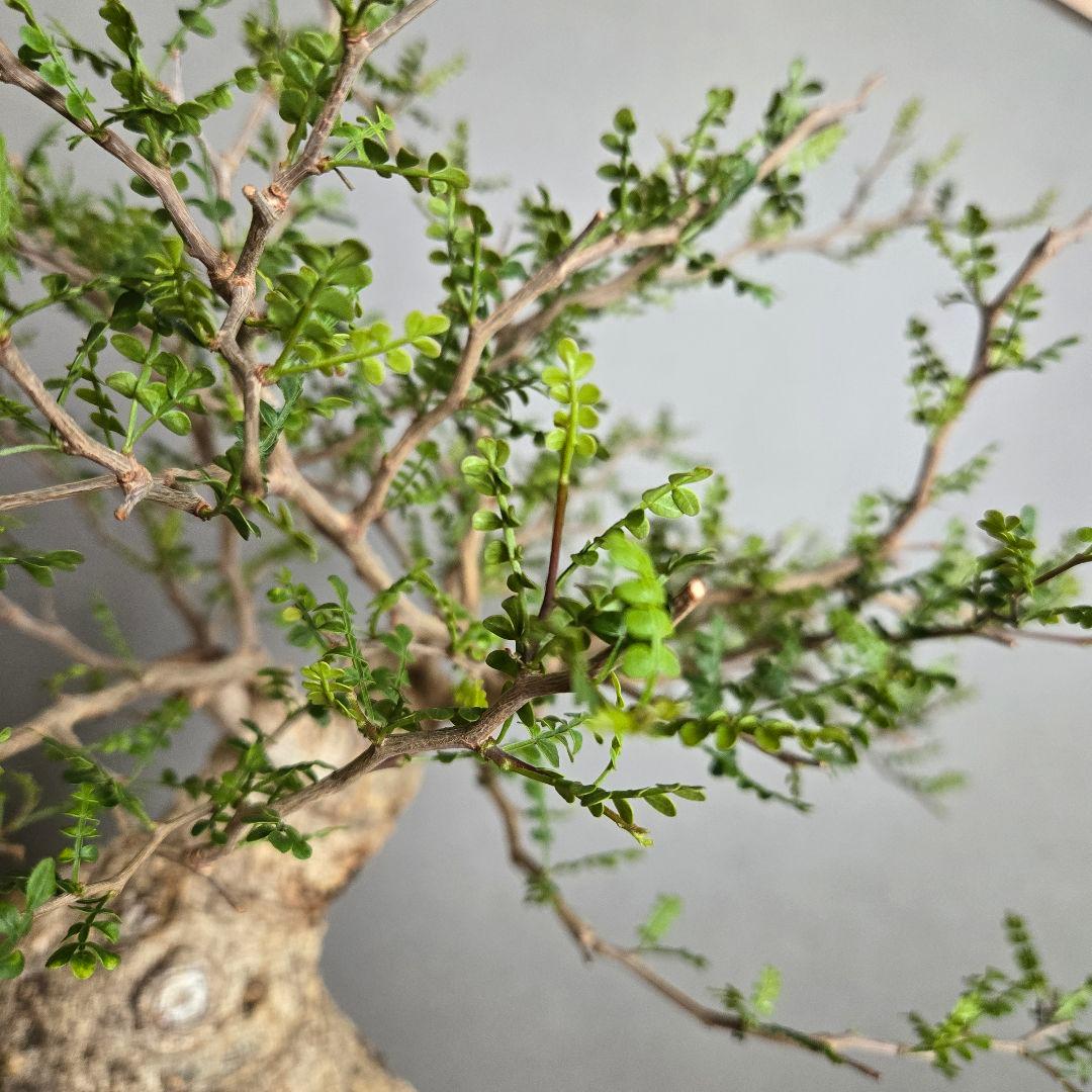 【希少！】パキプス 現地球 発根済 塊根植物