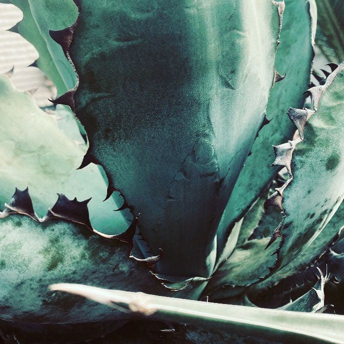 アガベ　チタノタ　BB BLACK&BLUE 大株　鉢上げしました　抜き苗発送