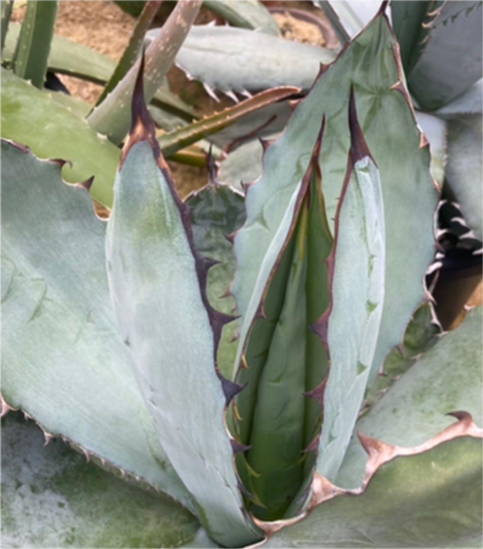 アガベ　チタノタ　BB BLACK&BLUE 大株　鉢上げしました　抜き苗発送