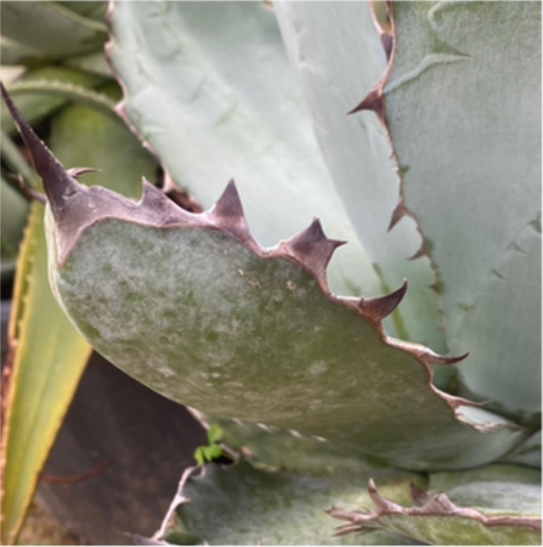 アガベ　チタノタ　BB BLACK&BLUE 大株　鉢上げしました　抜き苗発送