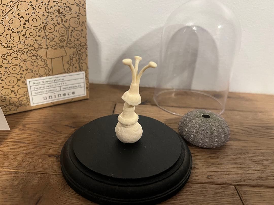 【廃盤】ウサギノネドコ uninoco ウニ　ソラキューブ キノコ きのこ 置物