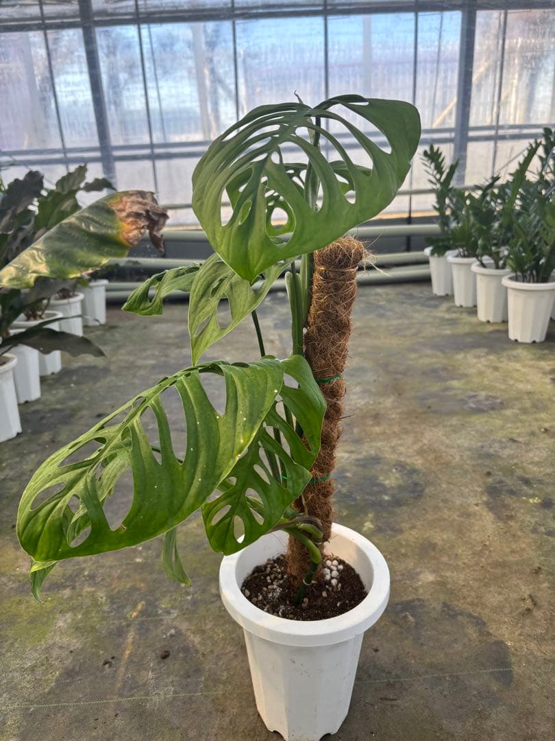 モンステラ エスケレート7号 90センチ前後