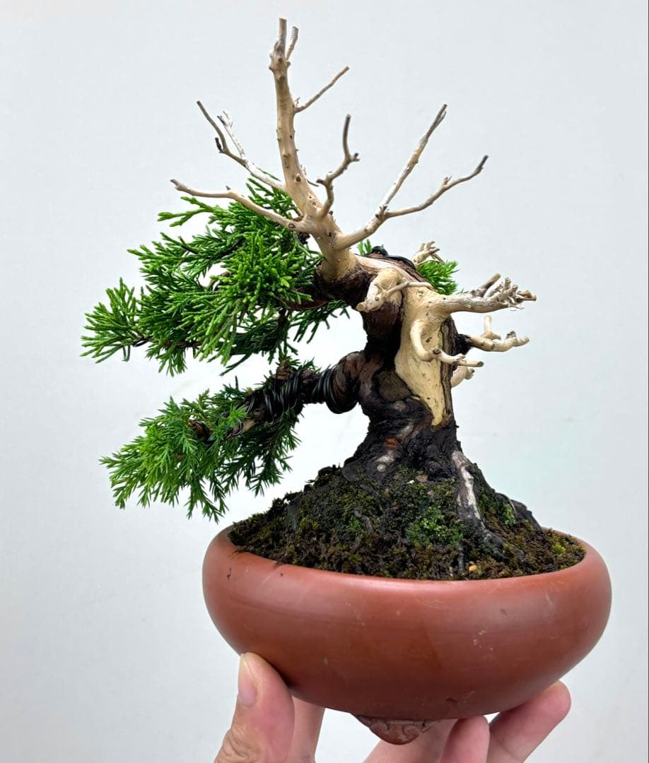 真柏盆栽♧ ミニ盆栽