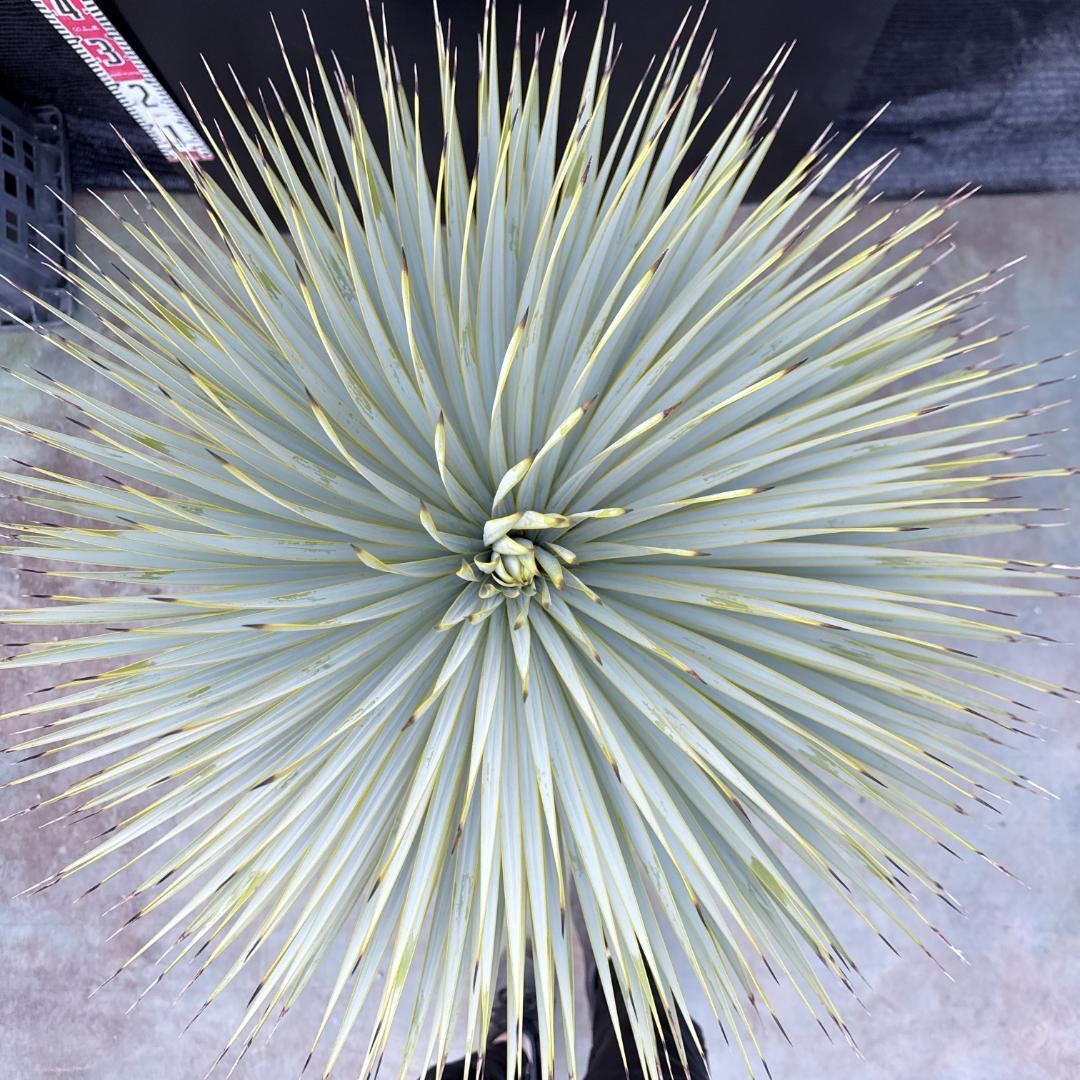 【AL1190】ユッカ　ロストラータ シルバーブルー　超美形　極太　感動個体