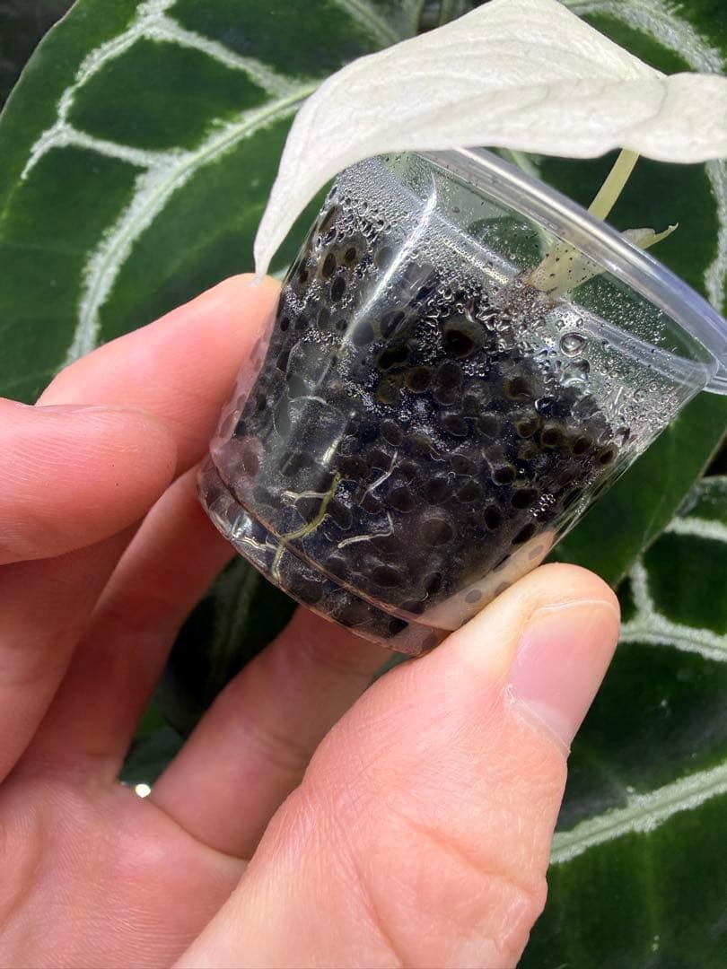 アロカシア　メロアルボバリエガータ　斑入り