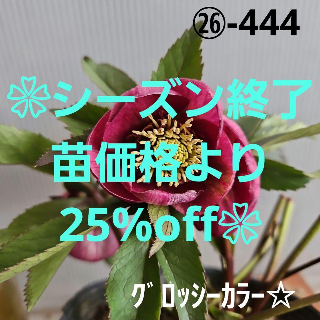 ㉖-444クリスマスローズ