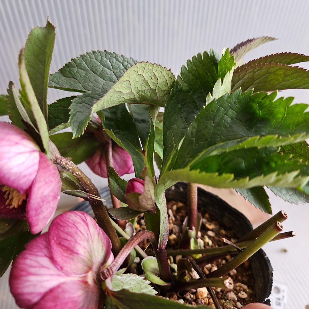 ㉖-444クリスマスローズ