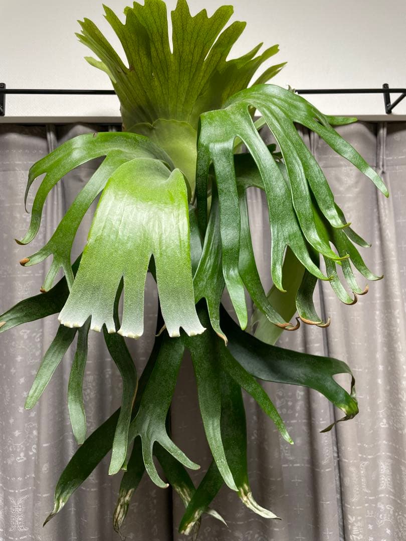 11/15写真更新　ビカクシダ　フーンシキ　oc