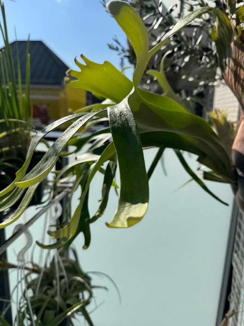 11/15写真更新　ビカクシダ　フーンシキ　oc