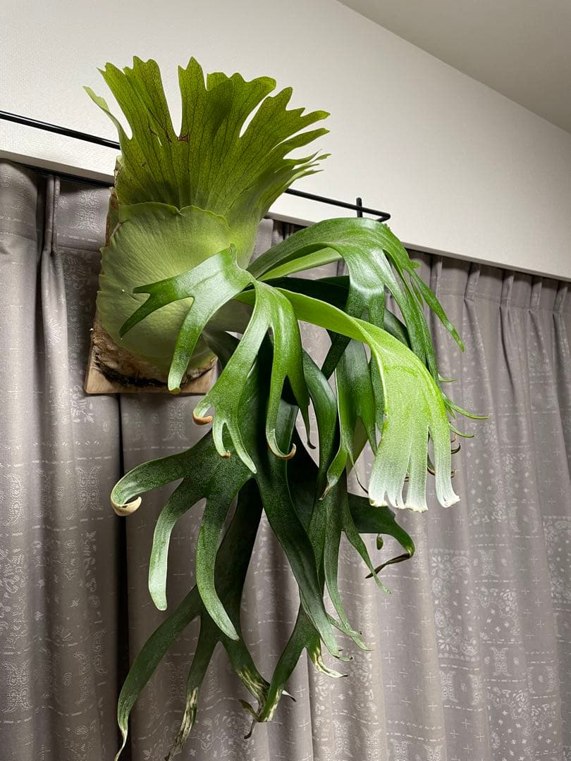 11/15写真更新　ビカクシダ　フーンシキ　oc