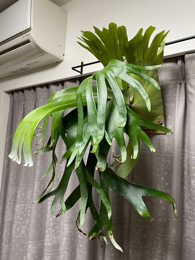 11/15写真更新　ビカクシダ　フーンシキ　oc