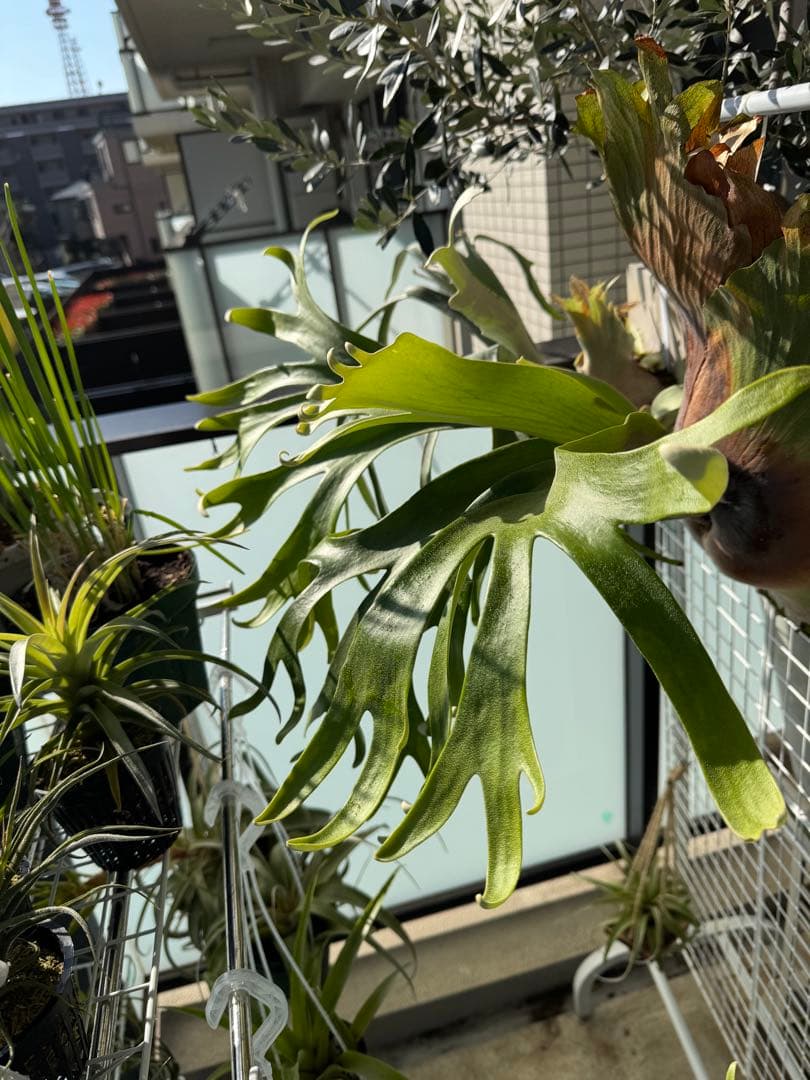 11/15写真更新　ビカクシダ　フーンシキ　oc