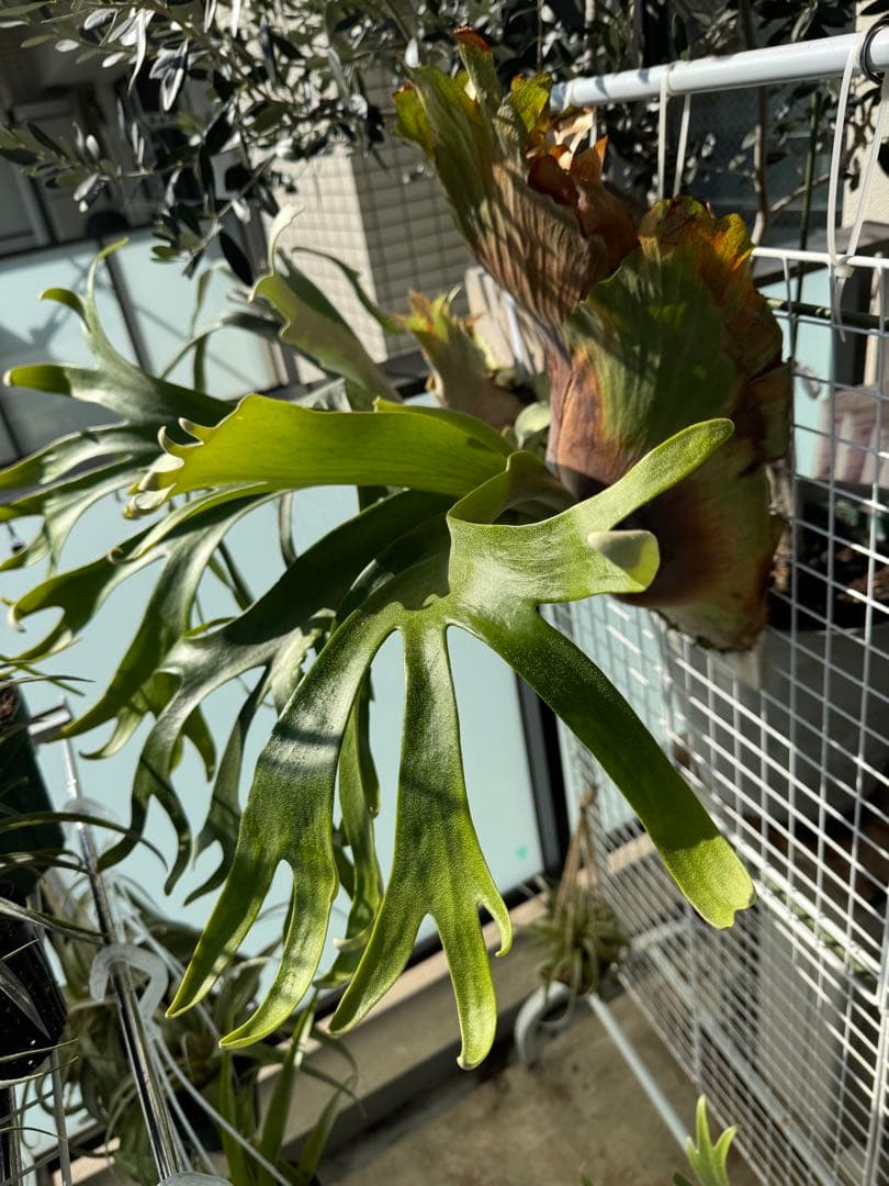 11/15写真更新　ビカクシダ　フーンシキ　oc