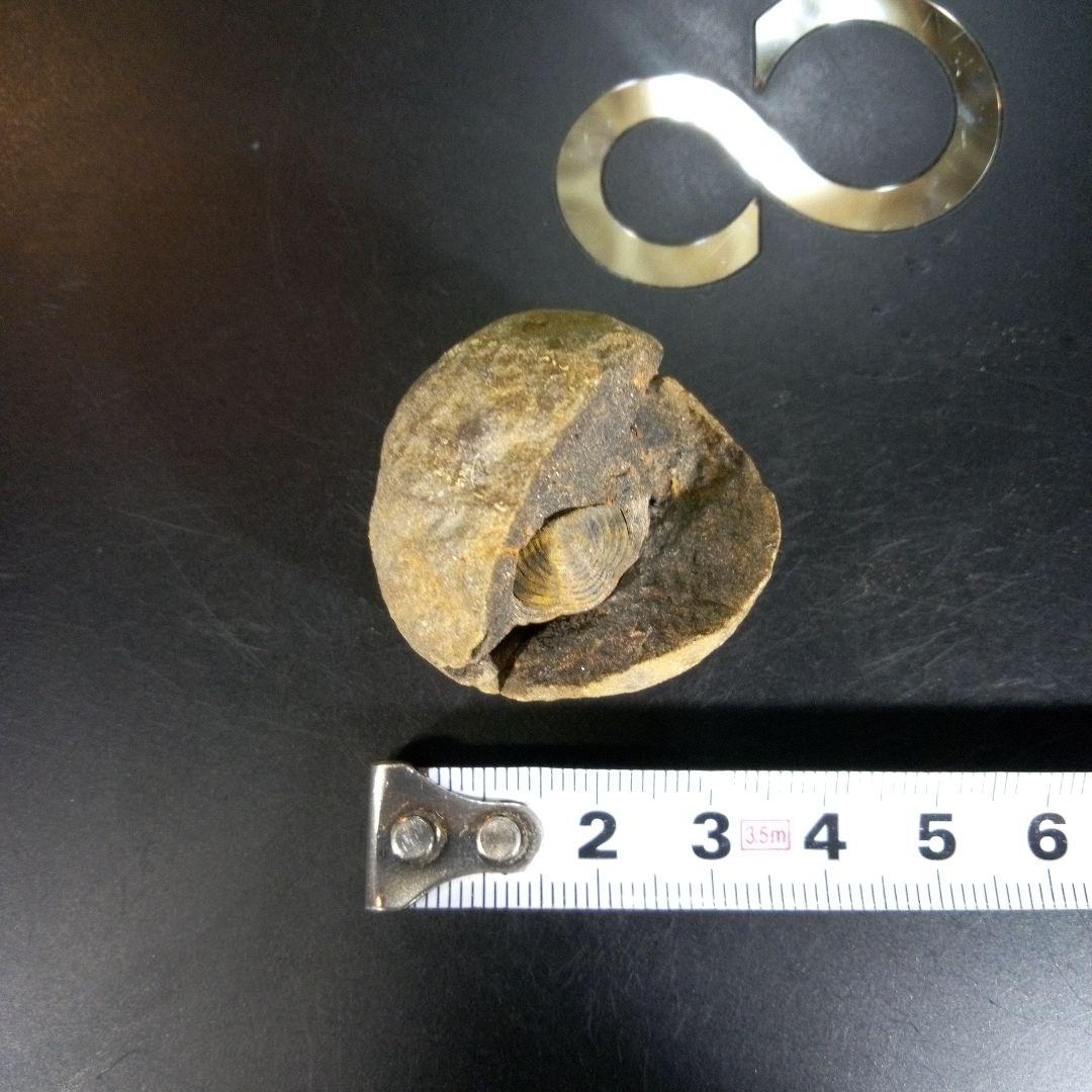 三葉虫　化石　fossil　海　ボリビア産　trilobite　ボリビア化石郡②