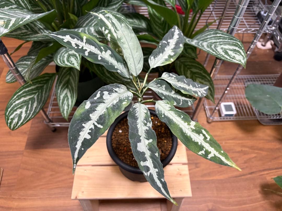 Aglaonema pictum Stiria+1 LA1113-3ss LA便