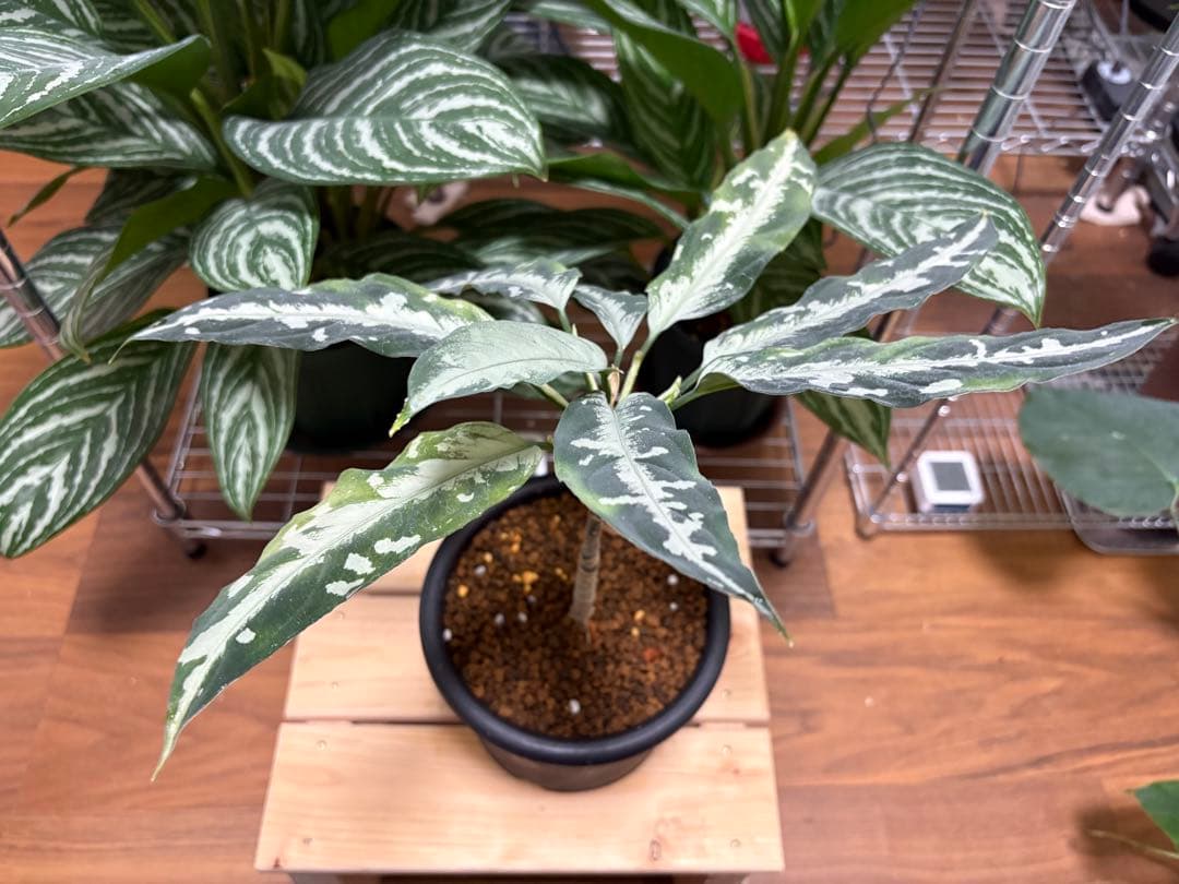 Aglaonema pictum Stiria+1 LA1113-3ss LA便