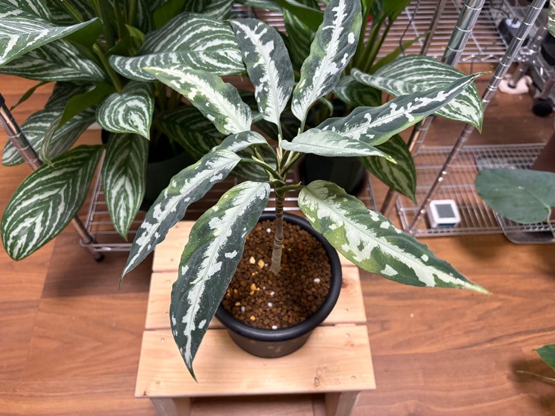 Aglaonema pictum Stiria+1 LA1113-3ss LA便