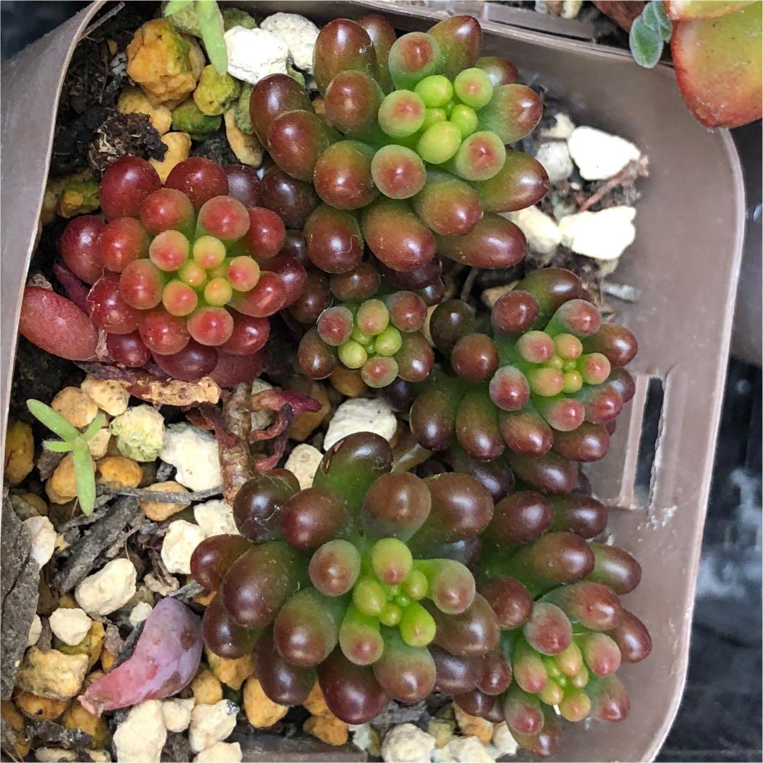 多肉植物^o^  モリモリ❣️レッドベリー