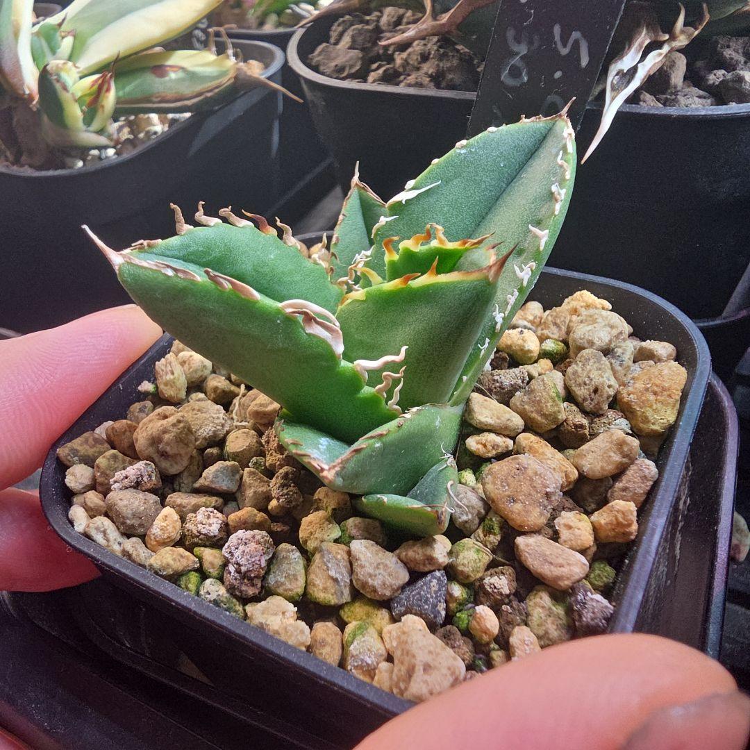 【子株販売】 アガベ コック agave titanota cok CG-01