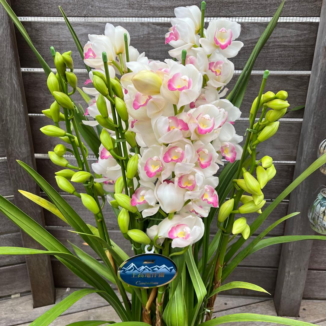 豪華　6本立ち　シンビジューム　ピンクペルペチュエル　6.５号　蕾多数