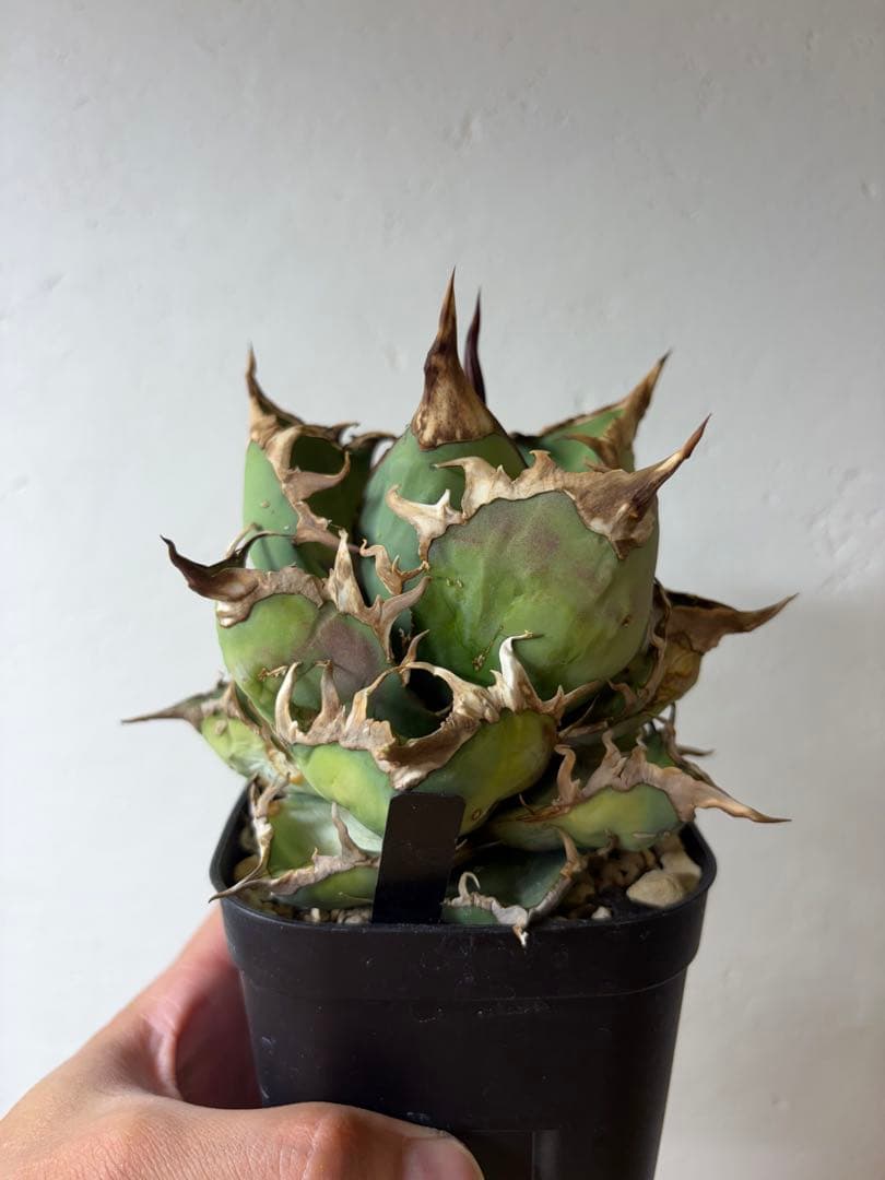 【9株セット】シーザー　魔丸　など