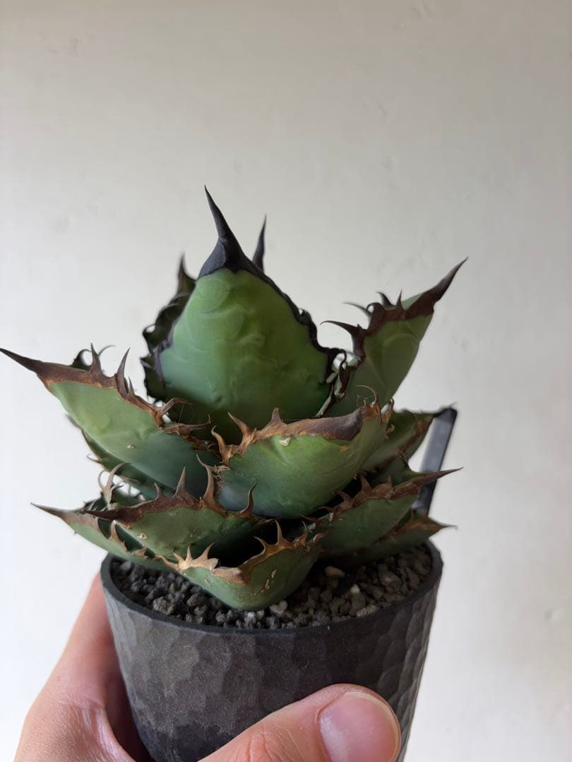 【9株セット】シーザー　魔丸　など