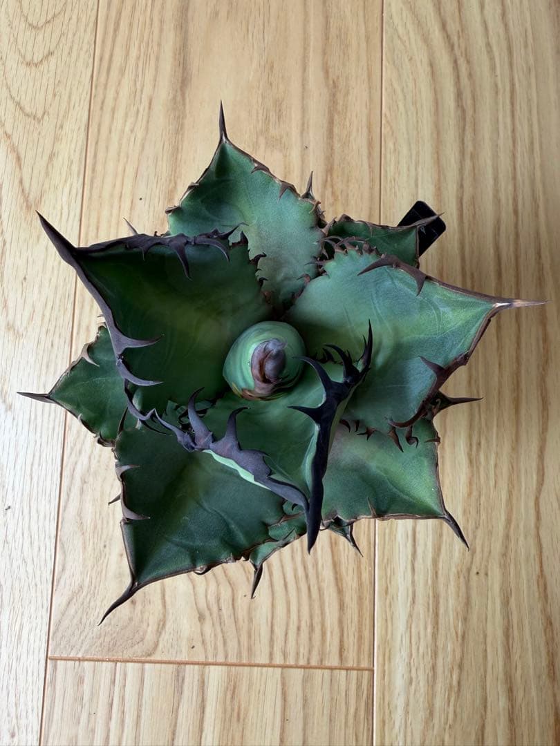 【9株セット】シーザー　魔丸　など