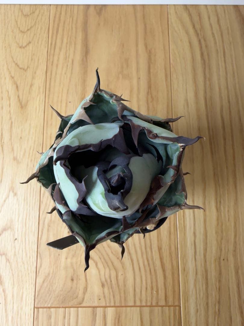 【9株セット】シーザー　魔丸　など